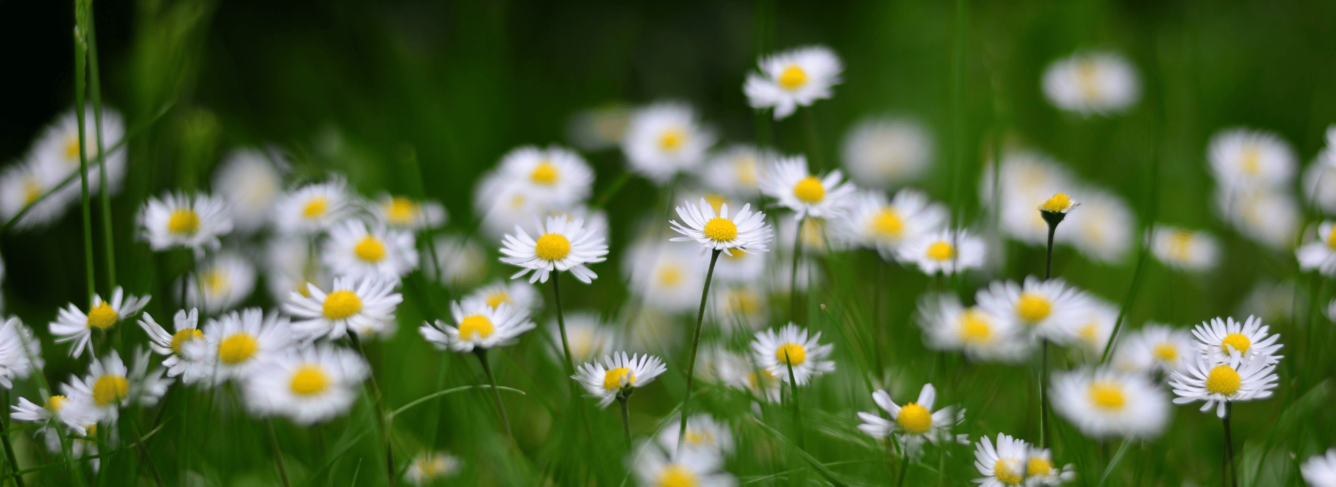 Close up of daisies in grass | Natural skincare – what’s the big deal? | Shine Body & Bath Chakra Soap | Blog