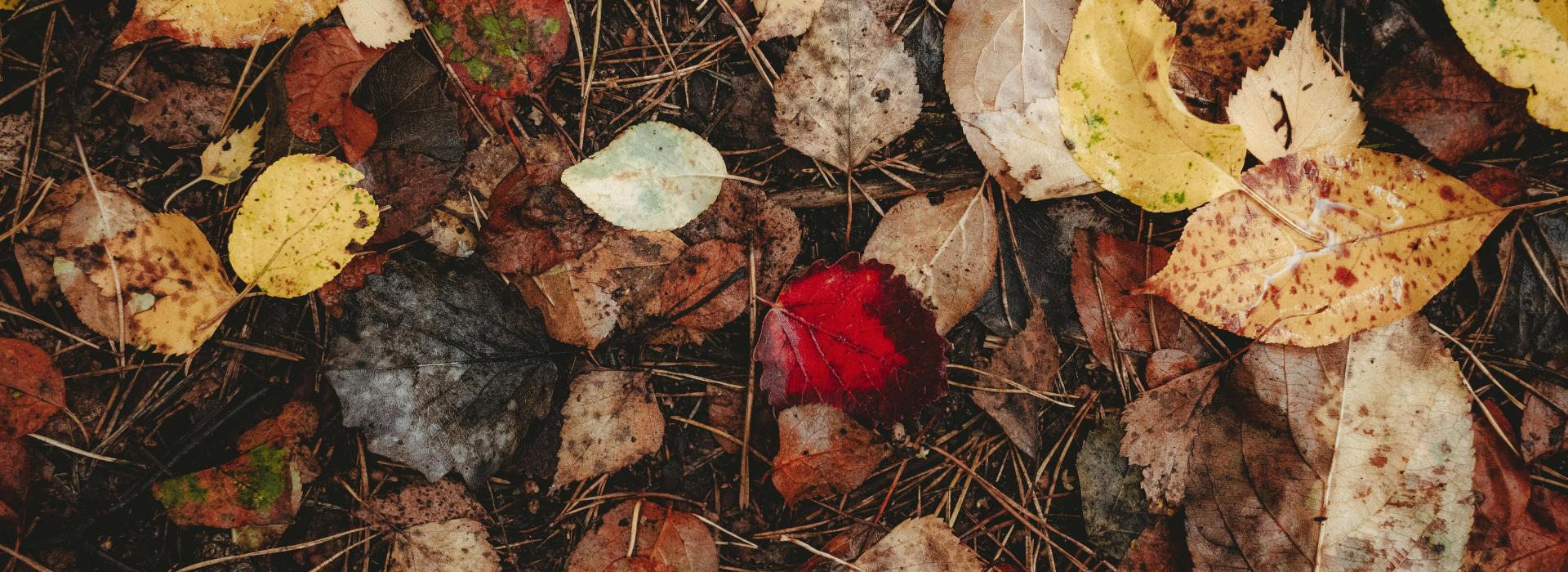 Shine In, Shine Out: Autumn Rituals to Ground and Reset Your Energy | Autumn leaves