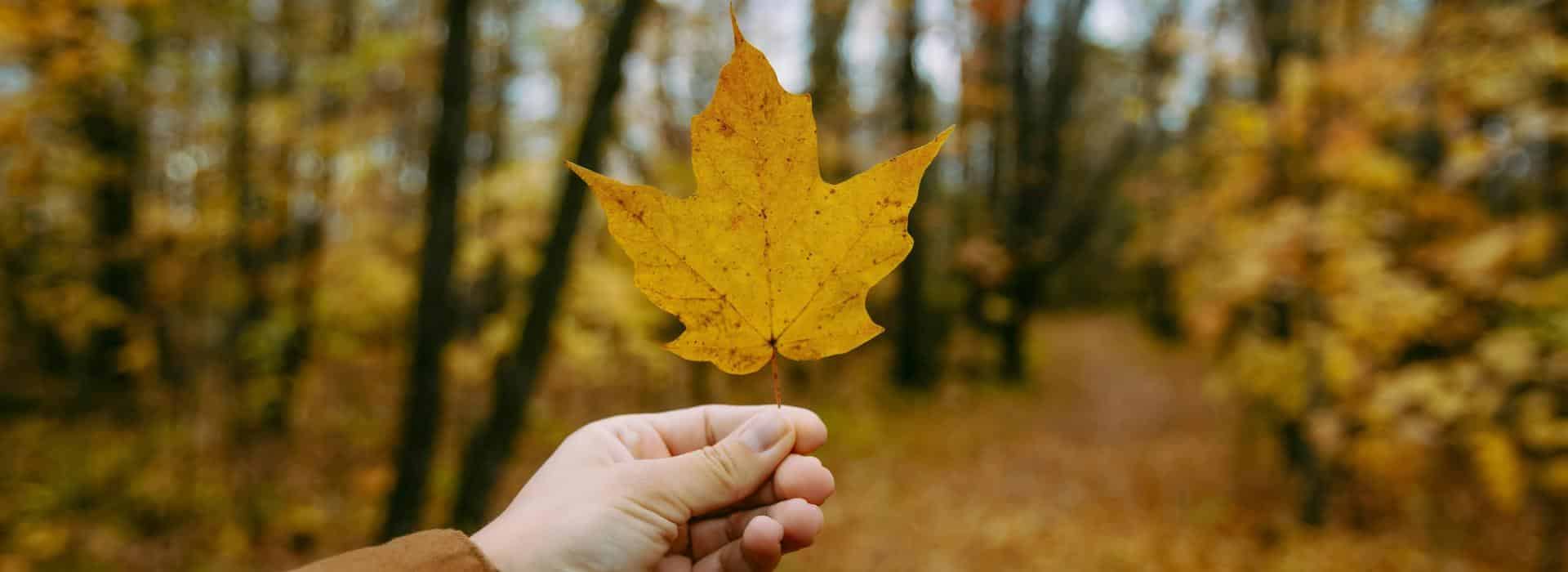 Shine In, Shine Out: Autumn Rituals to Ground and Reset Your Energy | A single Autumn leaf